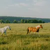 Equestrian