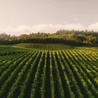 Vineyard