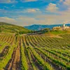 Vineyard