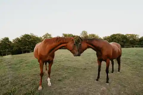 Unique and Historic Gentleman's Farm