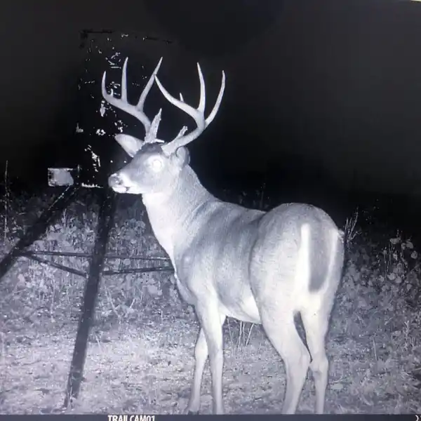 PREMIER WHITETAIL PROPERTY WITH CABIN LODGING