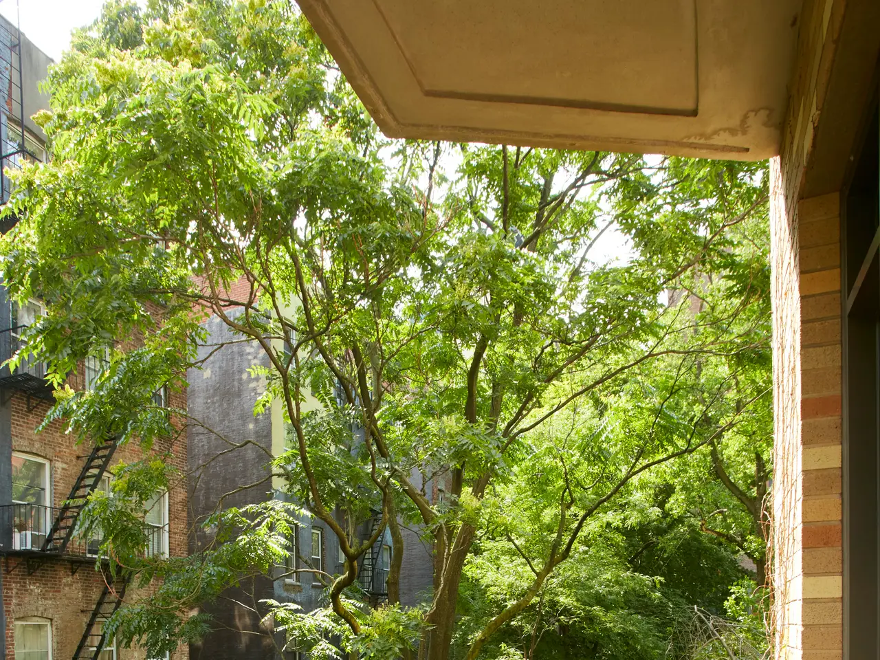 Large Image
