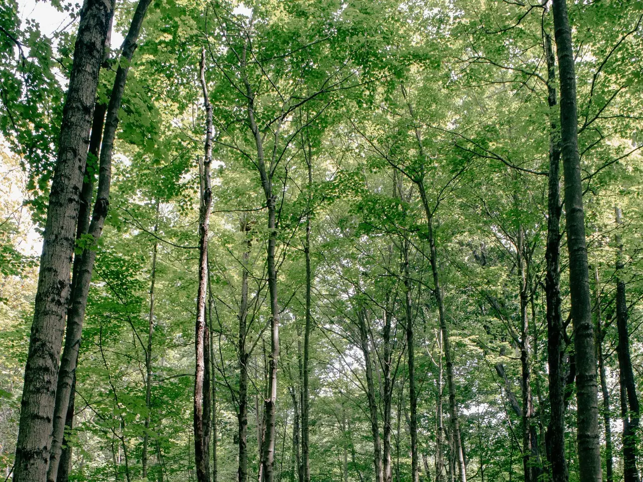 Small Image