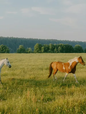 Equestrian