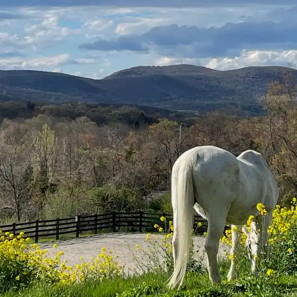 85-ACRE EQUESTRIAN PARADISE