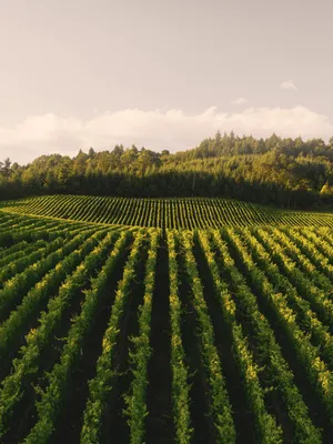 Vineyard