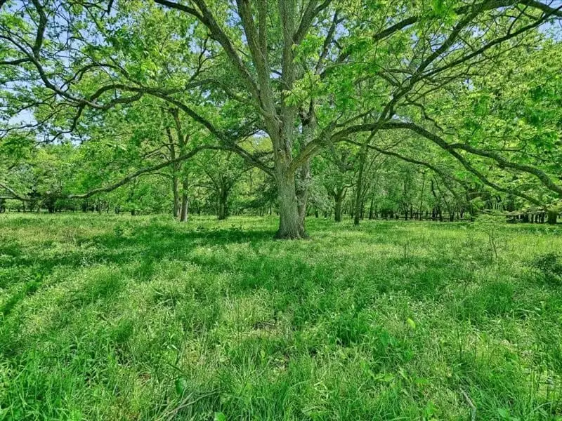 Large Image