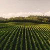 Vineyard