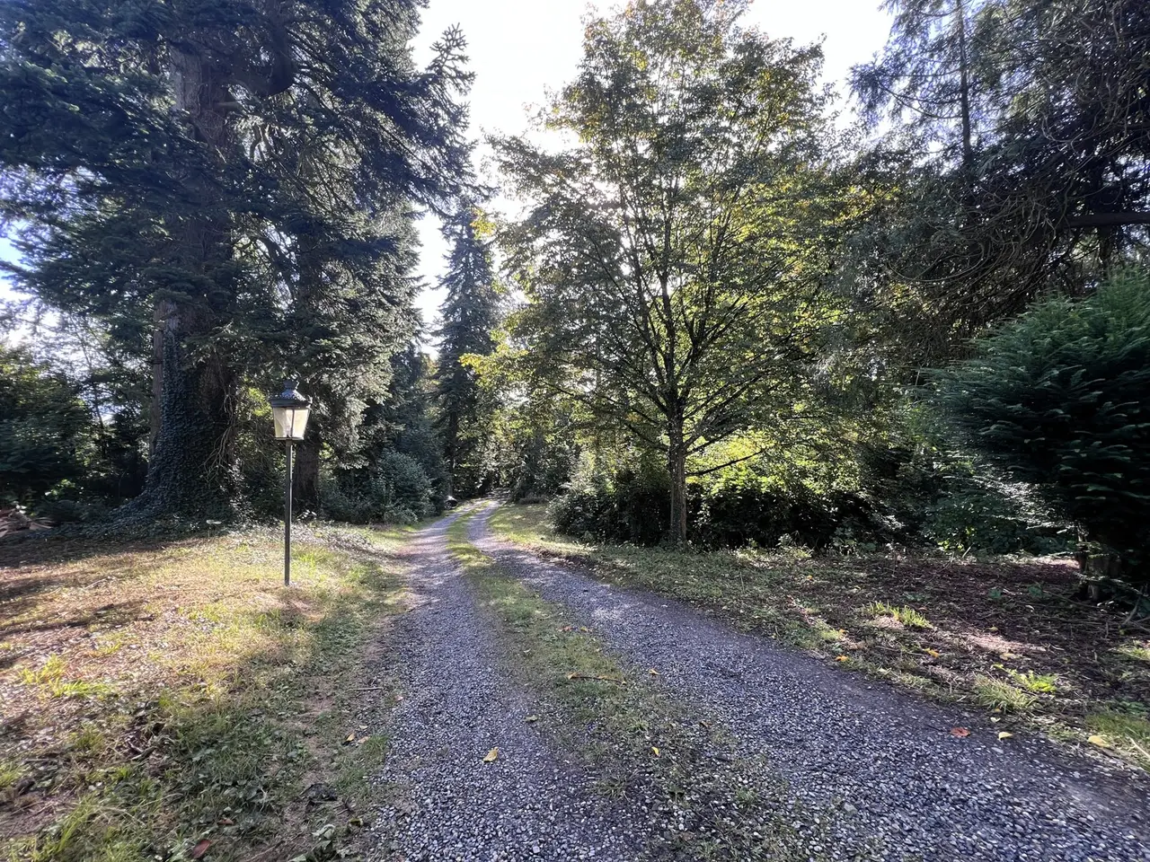 Large Image
