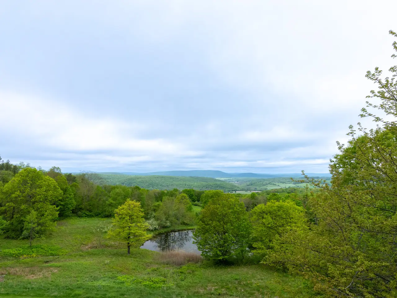 Large Image