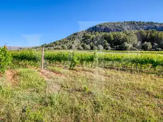 Beautiful Finca with Vineyard in Puig De María in Pollença