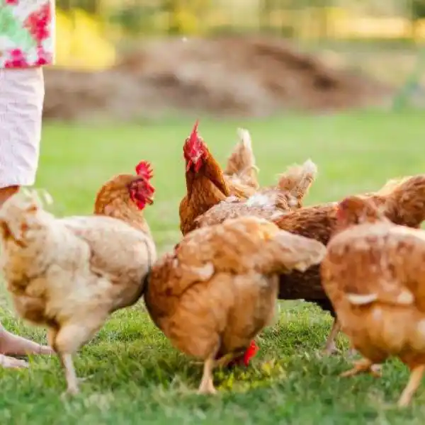 WELL-DESIGNED RURAL HOME WITH EGG PRODUCTION POTENTIAL