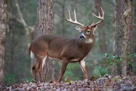 165 Acres on Putman Mountain in Jackson County