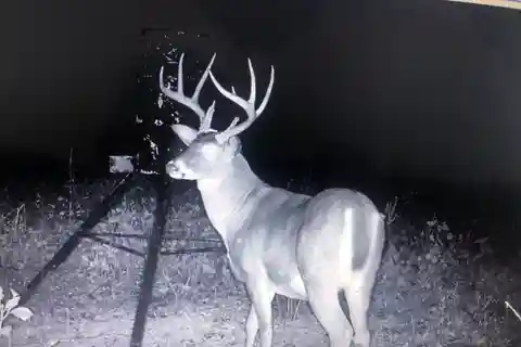 Premier Whitetail Property with Cabin Lodging