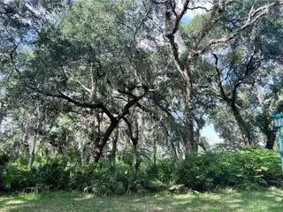 Wooded Corner Lot on Sea Island