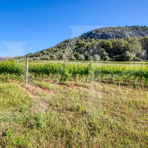 BEAUTIFUL FINCA WITH VINEYARD IN PUIG DE MARíA IN POLLENçA