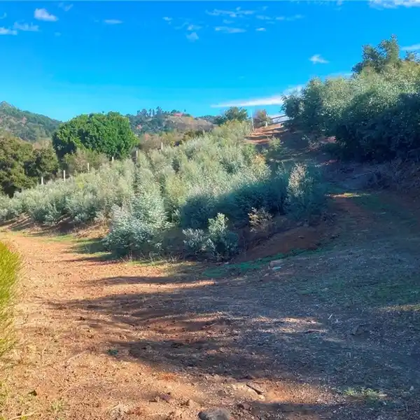 OVER 20 ACRES IN PICTURESQUE DE LUZ