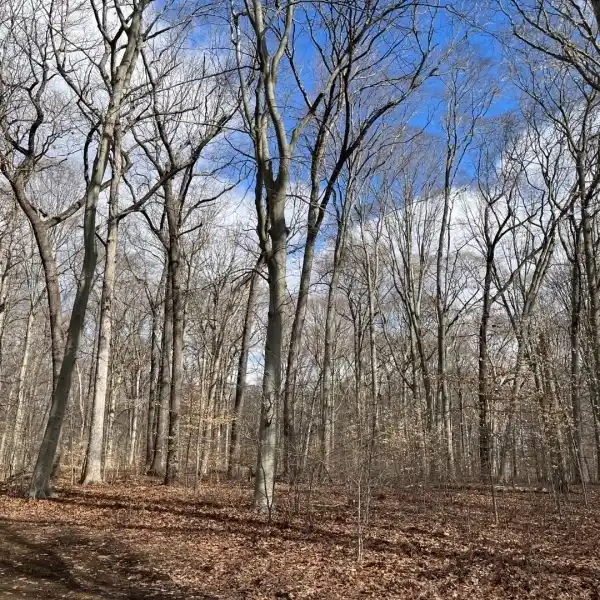 BUILD YOUR DREAM HOME ON SIX ACRES IN SINGING WOOD FARM