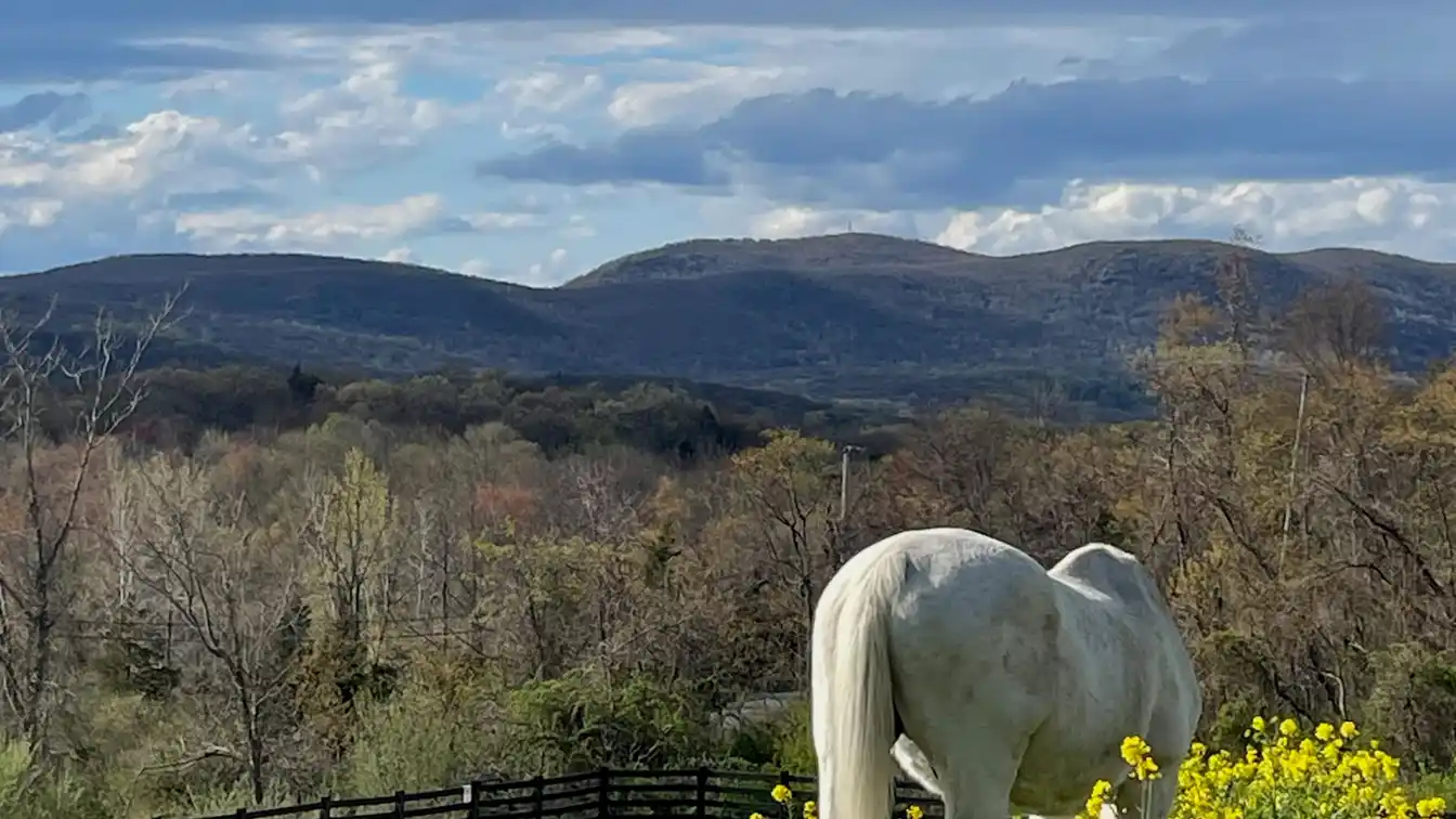 85-acre Equestrian Paradise
