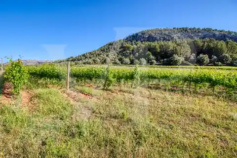 Beautiful Finca with Vineyard in Puig De María in Pollença