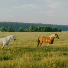 Equestrian