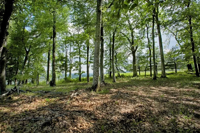 Small Image