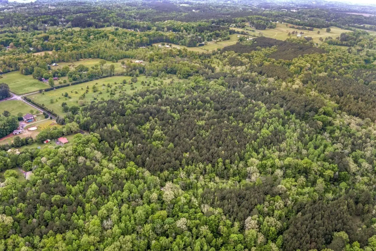 Large Image