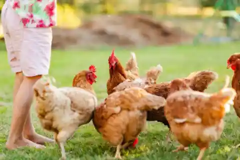 Well-Designed Rural Home with Egg Production Potential