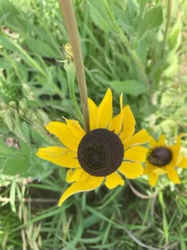 Small Image