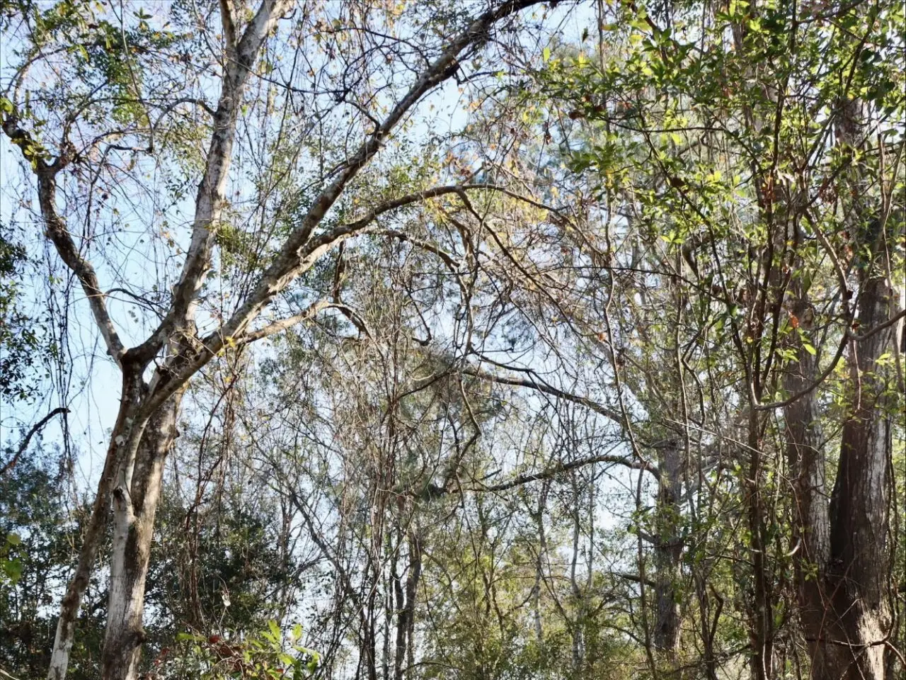 Small Image