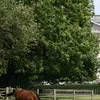 Equestrian