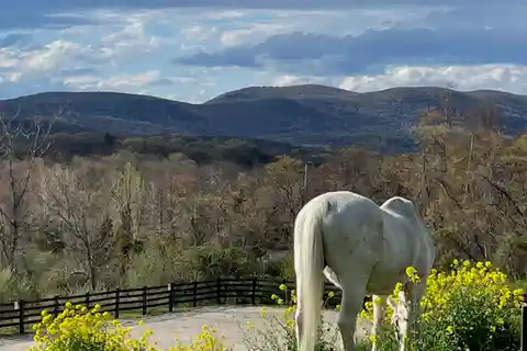 85-Acre Equestrian Paradise