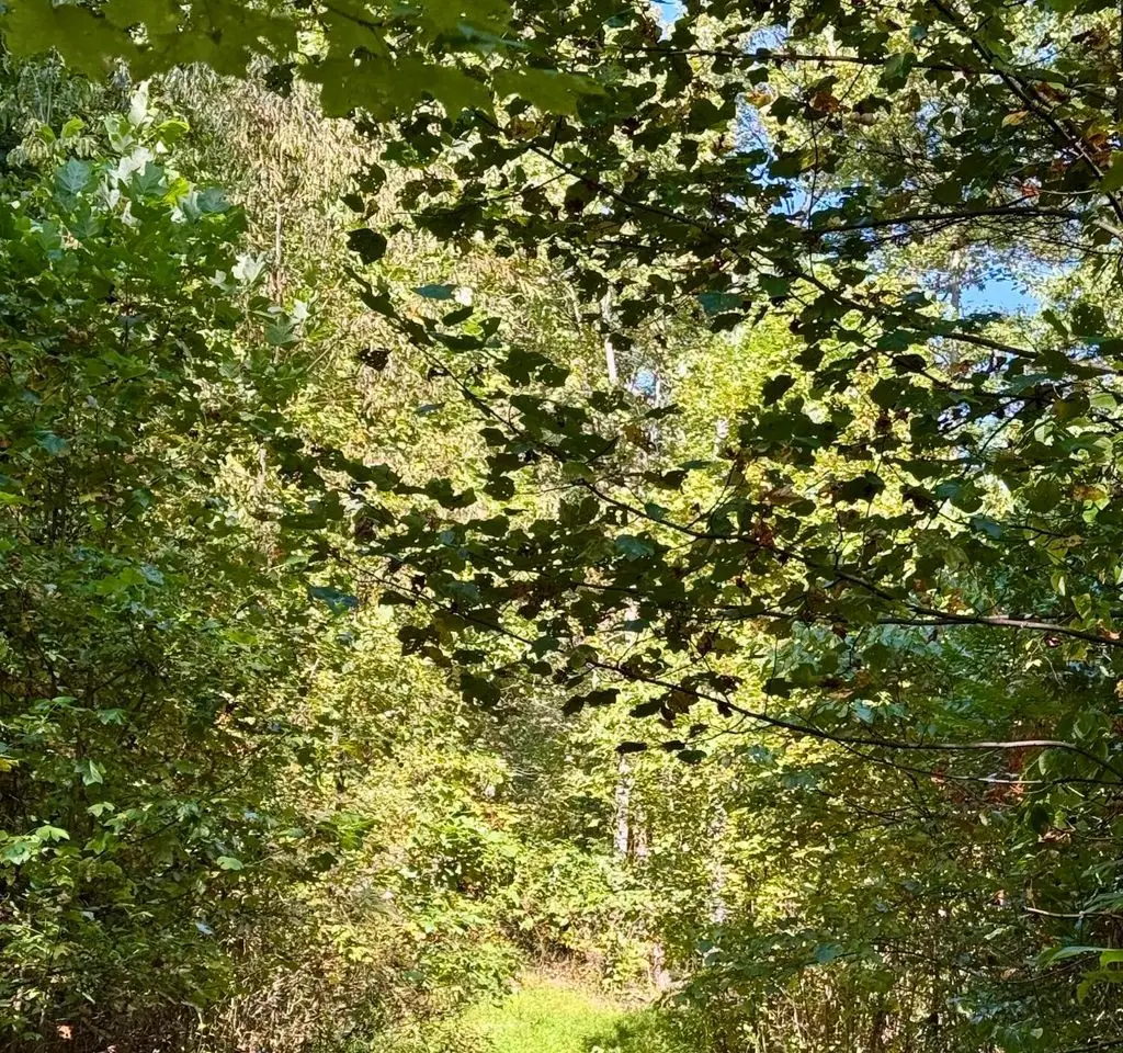 Small Image