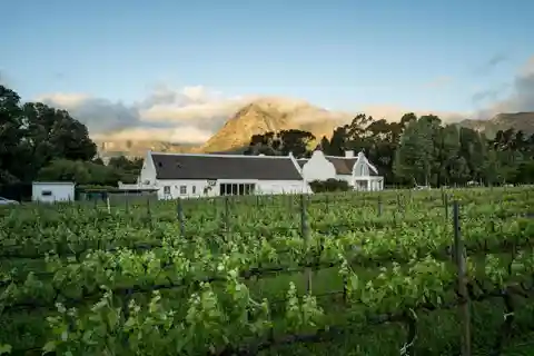 Franschhoek's Hidden Gem - a Unique Wine Farm