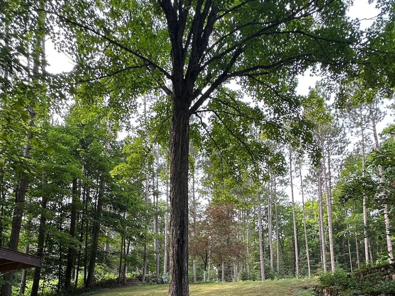 Large Image