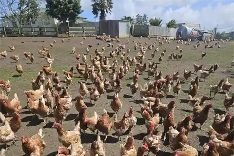 Well-Designed Rural Home with Egg Production Potential