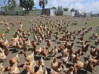 Well-Designed Rural Home with Egg Production Potential