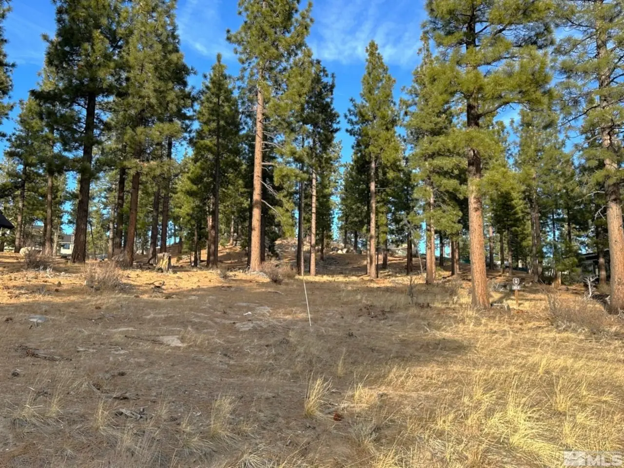 Large Image