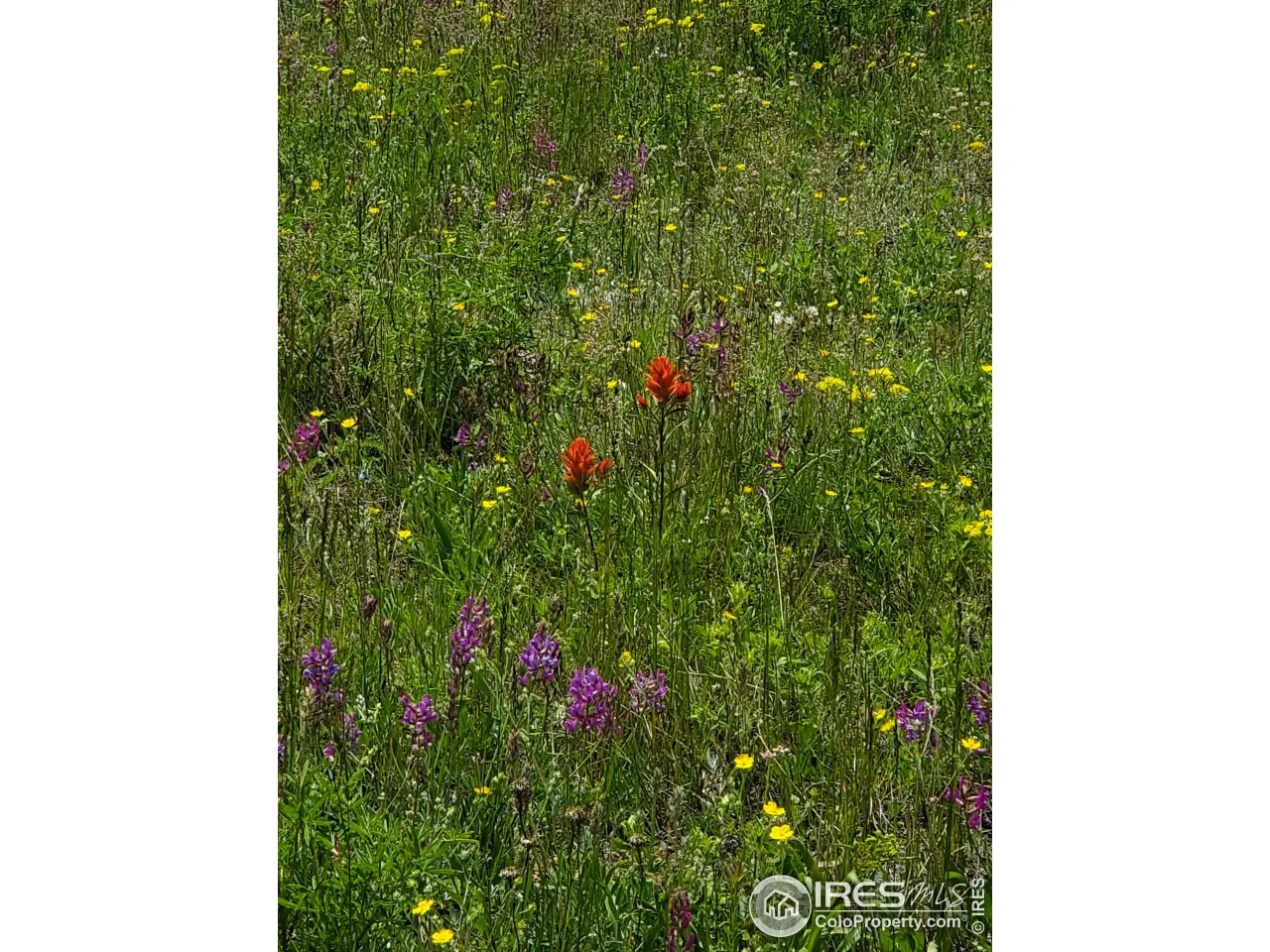 Small Image