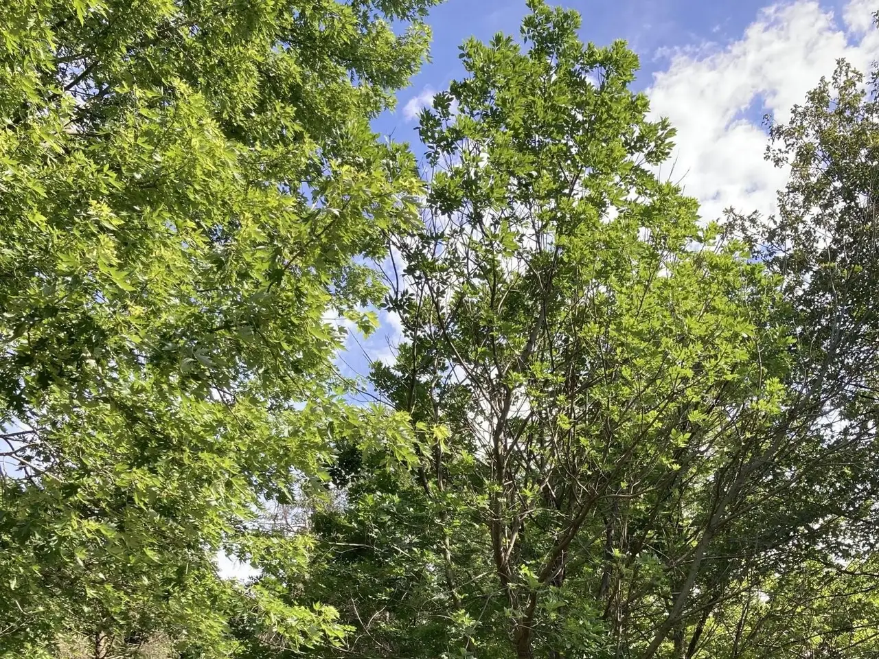 Small Image