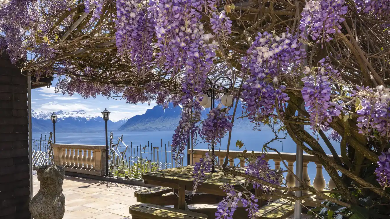 Exceptional Property in the Heart of Lavaux