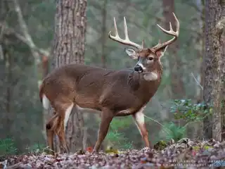 165 Acres on Putman Mountain in Jackson County