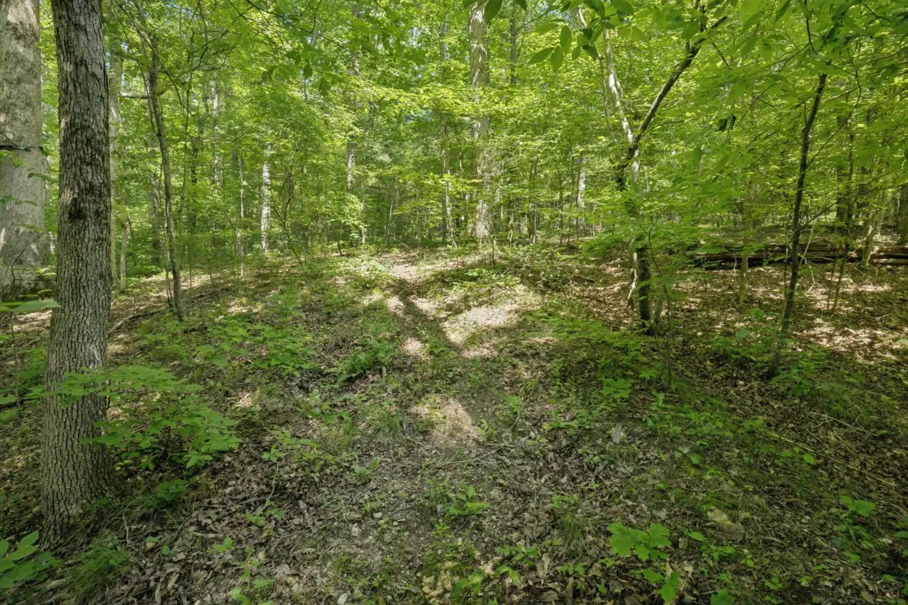Large Image