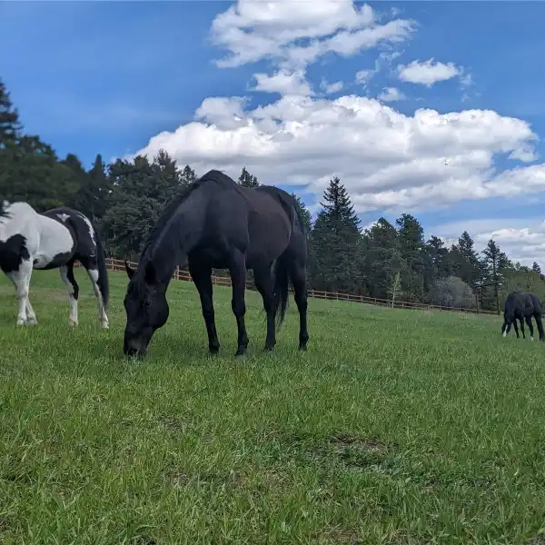 DOUBLEHEADER RANCH