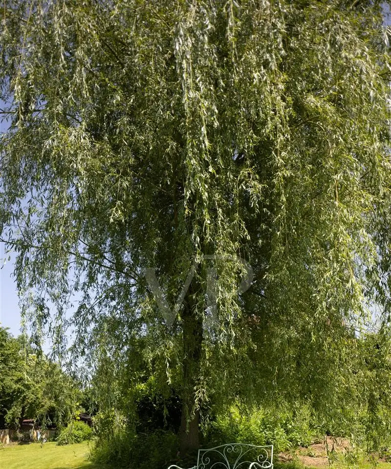 Small Image